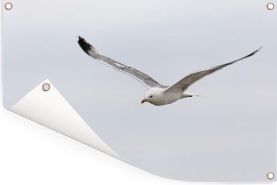 Tuinposter 60x40 cm - Tuindecoratie Pontische meeuw tijdens de vlucht - Poster voor in de tuin - Buiten decoratie - Schutting tuinschilderij - Tuindoek muurdecoratie - Wanddecoratie balkondoek