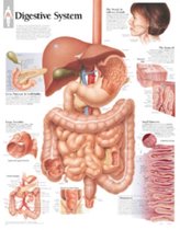 Digestive System, Laminated Chart