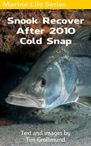Snook Recover After 2010 Cold Snap