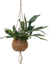 Ogreen Platycerium kokodama