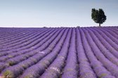 Tuinposter - Lavendelveld