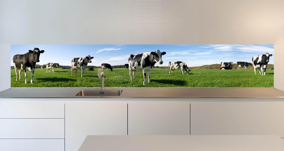 Keuken spatwand behang: -Posing Cows- 305x50 cm