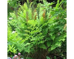 6 x Osmunda Regalis 'Purpurascens'- Purper Blad pot 9x9cm - Majestueuze Pracht van de Natuur