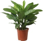 Kamerplant van Botanicly – Aglaonema – Hoogte: 70 cm