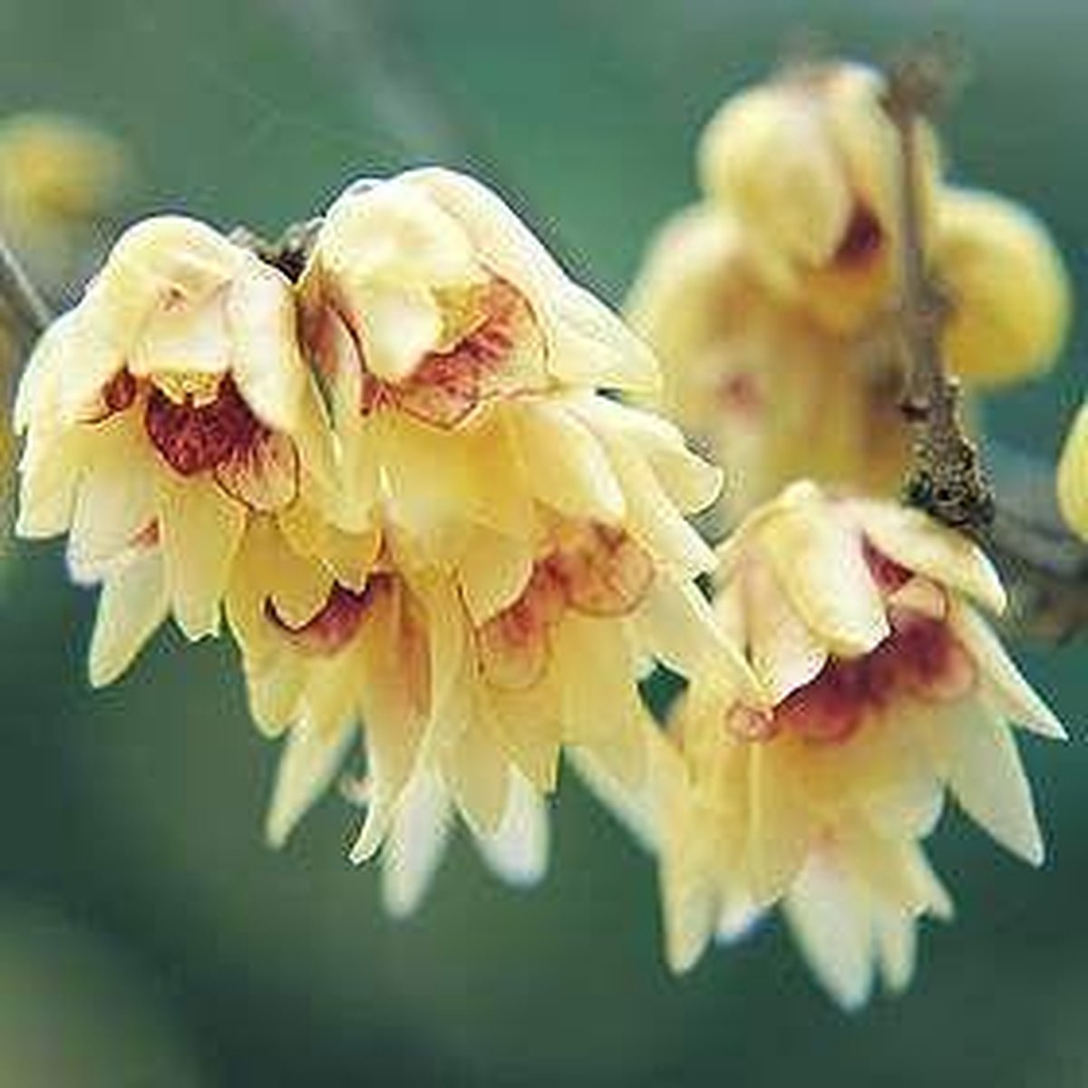 Chimonanthus Praecox - Winterbloem - 30-40 cm in pot: Struik met geurende, bleekgele bloemen in de winter.