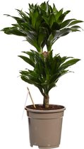 Kamerplant van Botanicly – Drakenboom – Hoogte: 60 cm – Dracaena derem. Compacta