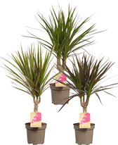 Kamerplanten van Botanicly – 3 × Drakenboom – Hoogte: 45 cm, 1 tak – Dracaena Marginata Mix