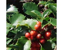 Ilex Meserveae 'Blue Princess' - Blauwe hulst;Amerikaanse hulst 40-60 cm pot
