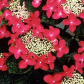 Hydrangea ‘Teller Red’ - Hortensia 25-30 cm in pot