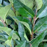 Ligustrum ovalifolium - Liguster - 40-50 cm in pot: Veelgebruikte haagplant met donkergroene bladeren.