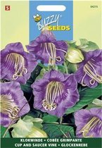 Buzzy - Klokwinde Violetblauw (Cobaea scandens)