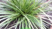 Set 12 stuks Carex morowii 'Variegata' zegge