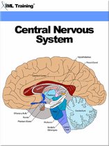 Human Body - Central Nervous System (Human Body)