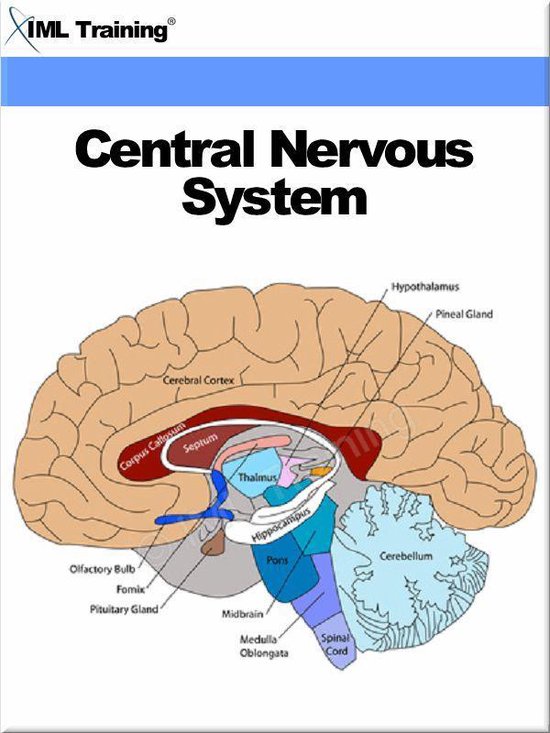 Human Body - Central Nervous System (Human Body) - cover