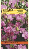 Lathyrus, Reuk- of siererwt Royal, roze
