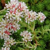 6 x Sedum Lydium - Vetkruid Pot 9x9 cm - Groenblijvende Succulent