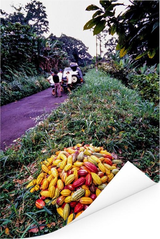 Tas de fèves de cacao tropicales et fraîches Poster 80x120 cm - Tirage photo sur Poster (décoration murale salon / chambre)