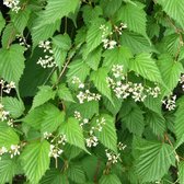 Stephanandra tanakae - Grote kransspirea, 30-40 cm in pot: Sierlijke, boogvormige struik met fijn, gezaagd blad.