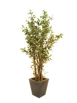 Europalms Ficus boom deluxe, 240cm - Kunstplant