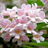 Kolkwitzia amabilis 'Pink Cloud' - Koninginnenstruik - 30-50 cm in pot: Struik met overvloedige roze bloemen in het late voorjaar.