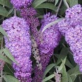 Buddleja Davidii 'Nanho Blue' - Vlinderstruik 40-60 cm in pot - Grote bloemtrossen in de kleuren blauw-lila tot blauw-violet