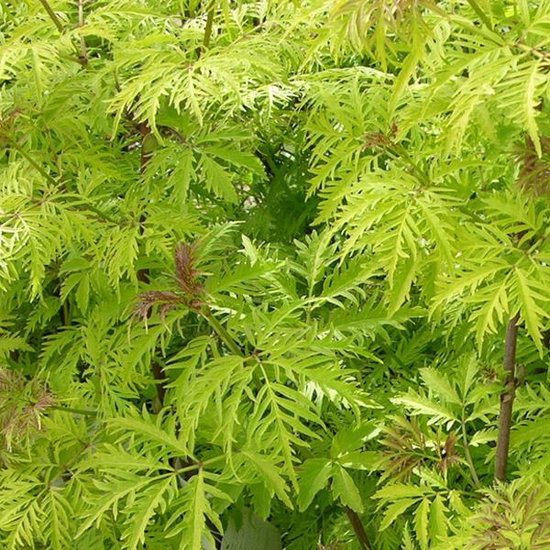 Sambucus Racemosa 'Sutherland Gold' - Bergvlier 40-50 cm pot