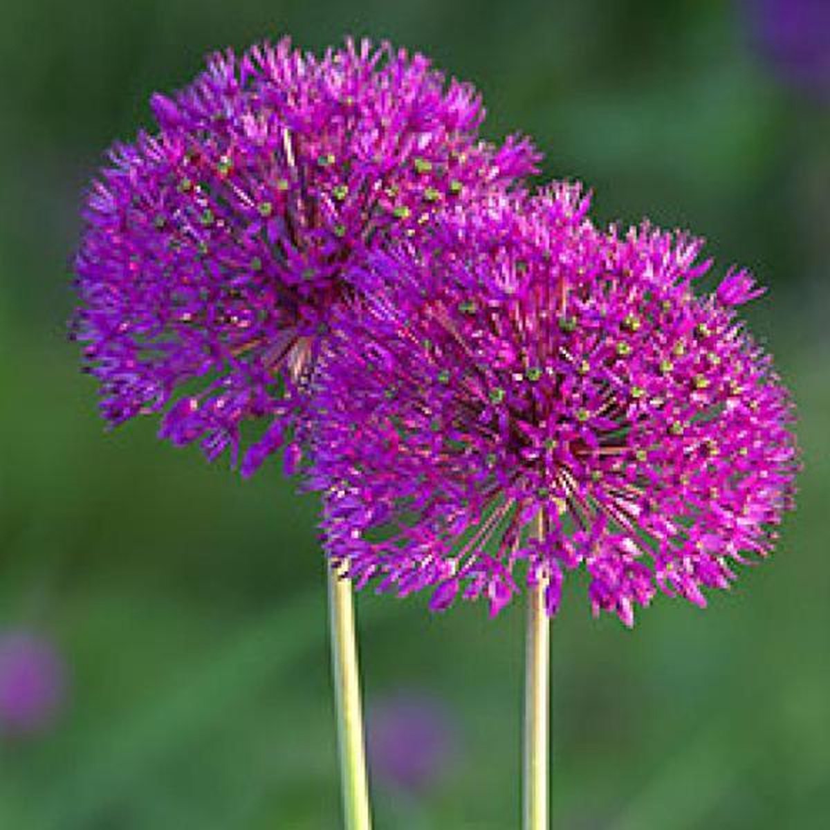 Bol Com 50 X Allium Purple Sensation Bloembollen