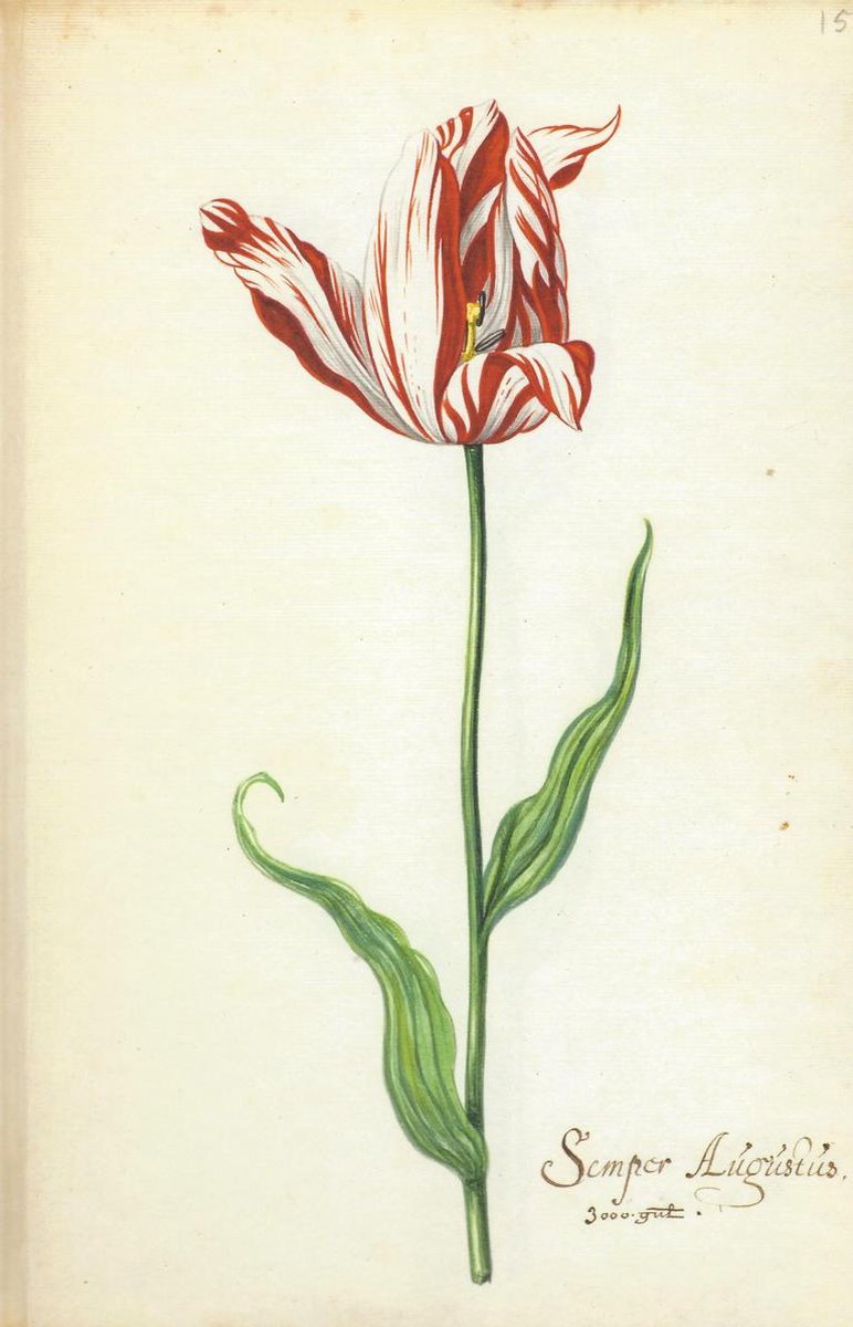 Het Tulpboek (NL)