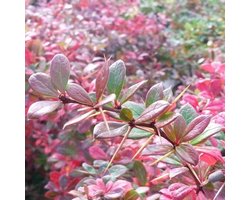 Berberis Media 'Parkjuweel' Zuurbes 25 - 30 cm in pot