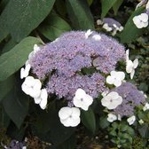 Hydrangea aspera 'Macrophylla' - Sneeuwbal hortensia 20-30 cm pot