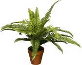 Kunstplant Nephrolepis/Varen H45cm - HTT Decorations