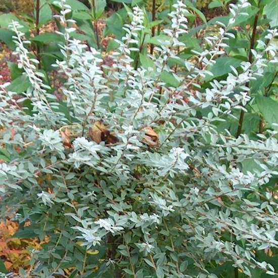 Salix Repens 'Voorthuizen' - Kruipwilg;Duinwilg 30-40 cm pot