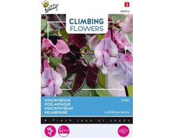 Buzzy® climbing flowers hyacintboon (Lablab purpureus) - Klimplant met paarse bloemen en eetbare peulen