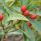 Skimmia Japonica 'Reevesiana' - Skimmia - 20-25 cm pot: Compacte struik met rode bessen en donkergroene bladeren.