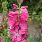 6 x Sidalcea 'Rosy Gem' - Griekse Malva pot 9x9cm, langbloeiend en sierlijk