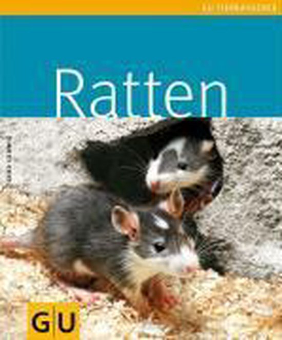 Twee grijze ratten met witte vlekken op hun snuit en borst, een schuilend in een holletje.
