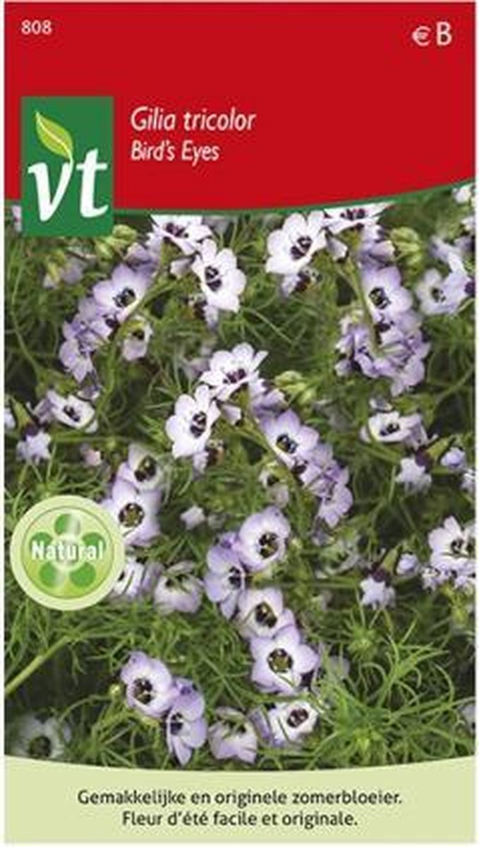 Gilia Tricolor, leuk plantje met kleine lichtblauwe klokvormige bloempjes met een donker hartje