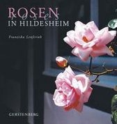 Rosen in Hildesheim