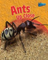 Ants Up-close