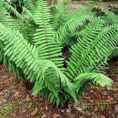 6 x Dryopteris Wallichiana - Mannetjesvaren Pot 9x9cm - Winterharde Varen