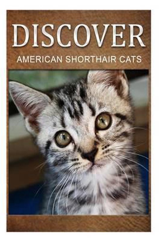 American Shorthair Cats - Discover - cover