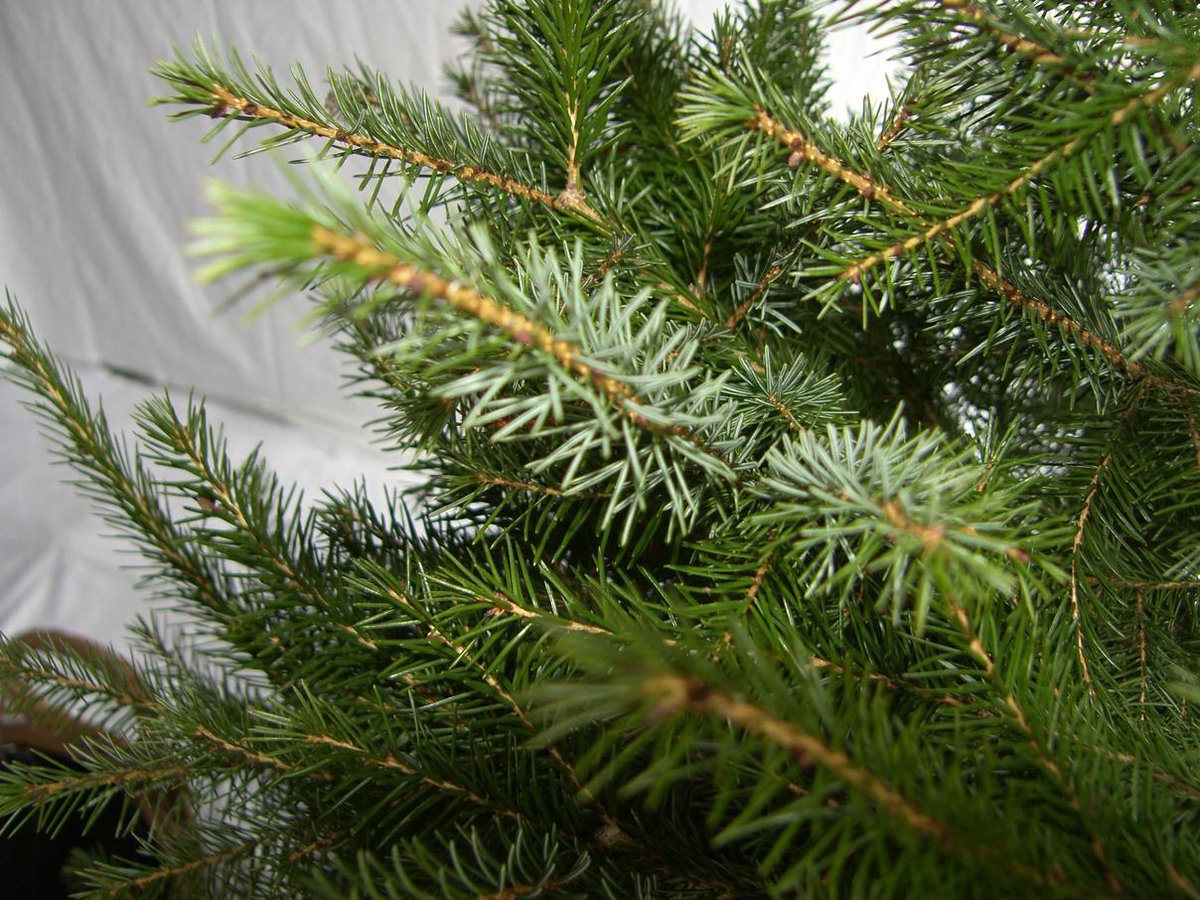 Echte kerstboom Blauwspar Excellent gezaagd hoogte 175cm