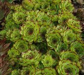 5 stuks Sempervivum tectorum