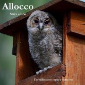 Allocco
