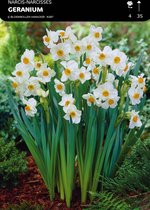 50 x Narcis Geranium