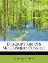 Description Dfs Mollusques Fossiles