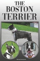 The Boston Terrier