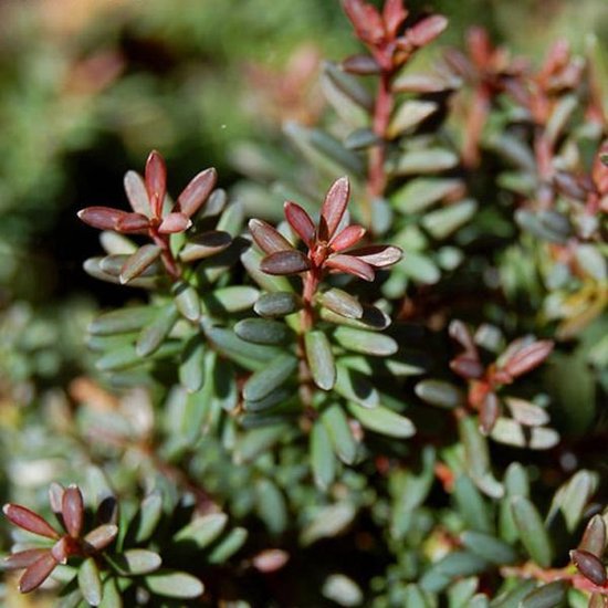 Kleine groene blaadjes met rode puntjes van Podocarpus Lawrencii 'Red Tip'.