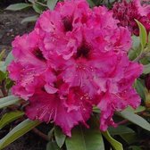 Rhododendron 'Marie Forte' - 40-50 cm pot: Dieproze bloemen met een wijnrode vlek.