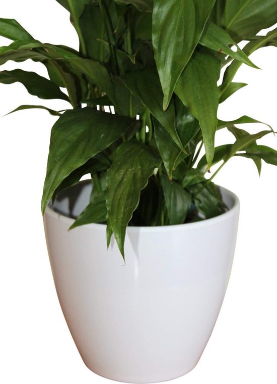 Bloempot - Plantenpot - - Kamerplanten - Glad design - Wit - ∅ 17 | bol.com